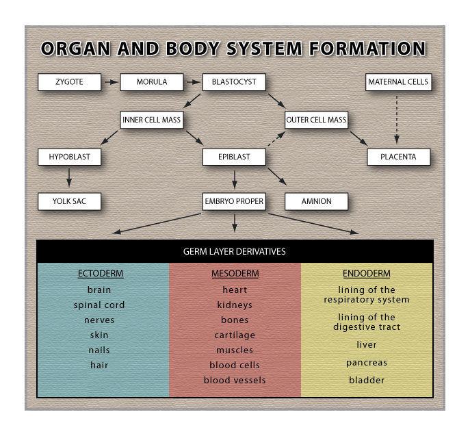 Organ and Body System Formation