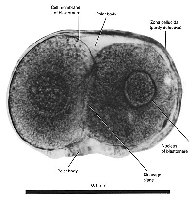 Open PDF version of FIG 1.6, A Two-Cell Human Embryo (1.5 Days)