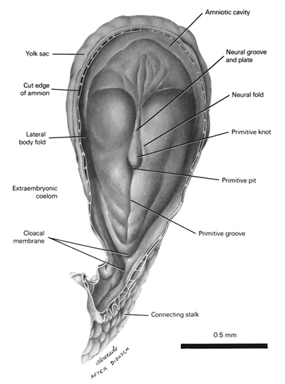 Open PDF version of FIG 3.2, Dorsal View of Presomite Embryo (18 Days)