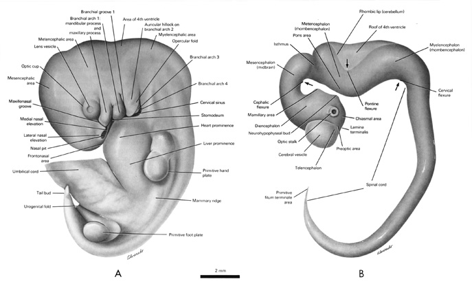 Open PDF version of FIG 6.4, External Features, Nervous System, of the 10mm Embryo