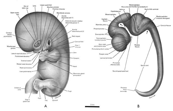 Open PDF version of FIG 7.5, External Features and Nervous System of 18mm Embryo