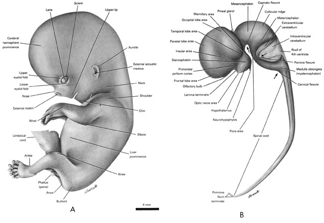 Open PDF version of FIG 8.3,  External Features and Nervous System of the 30mm Embryo