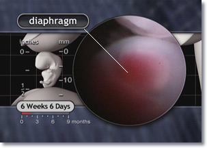 Diaphragm of 6 weeks 6 days embryo