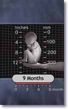 9 Month Fetus