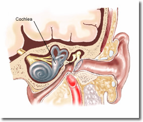 cochlea, ear, adult