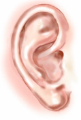 Adult Ear
