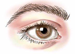 The Adult Human Eye