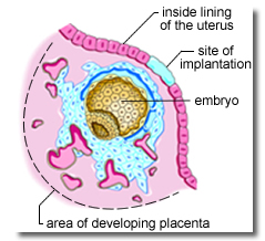Implantation is almost complete, embryo, inside lining of the uterus, placenta