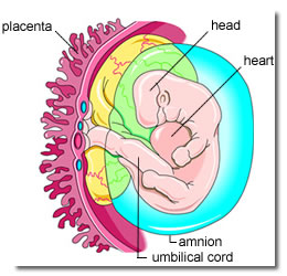 Placenta Embryo