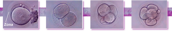 zona pellucida, mitosis, cell division