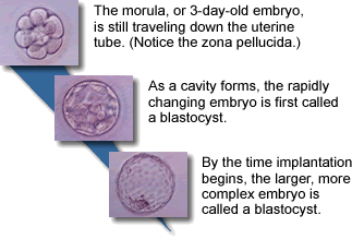 The morula, blastocyst, and implantation.
