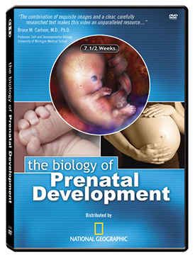 Click to buy The Biology of Prenatal Development DVD. Distributed by National Geographic. EHD.