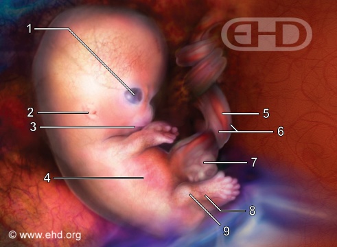 7½-Week Embryo