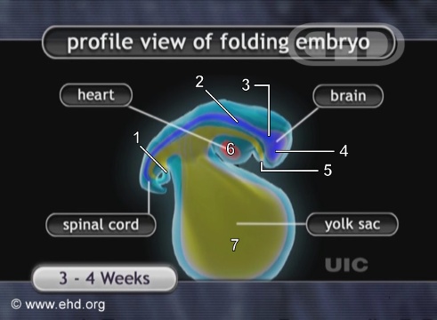 The Folding of the Embryo
