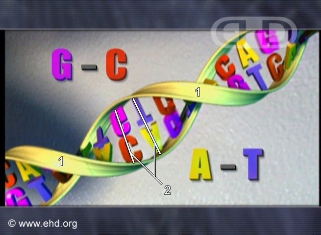 DNA Structure [Click for next image]