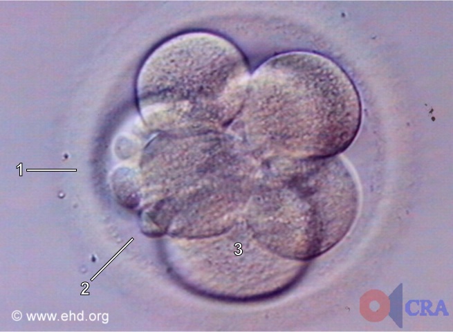 Seven-Cell Embryo