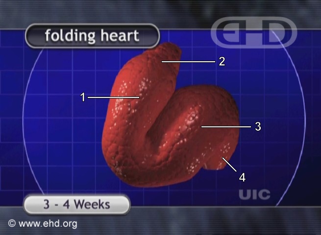 The Folding Heart
