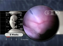 O Período Embrionário
