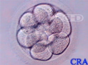 Ten-Cell Embryo