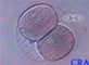 Two-Cell Embryo