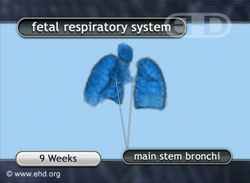 Sistema respiratorio fetal [Haga clic para la siguiente imagen]