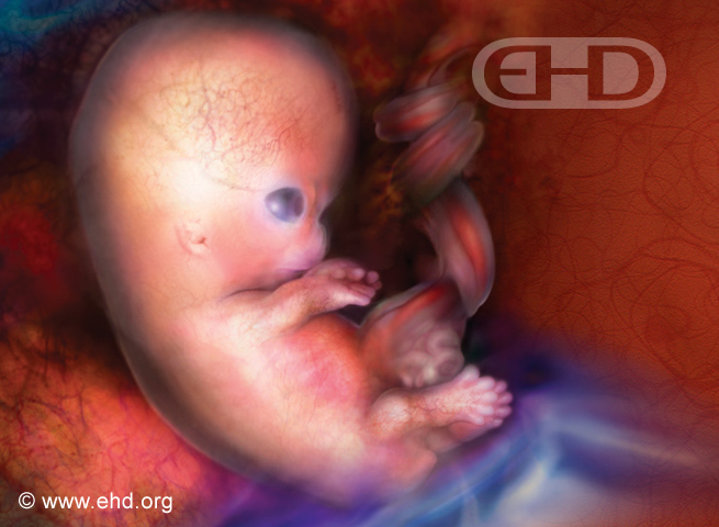 Embrión de 7½ semanas [Haga clic para la siguiente imagen]