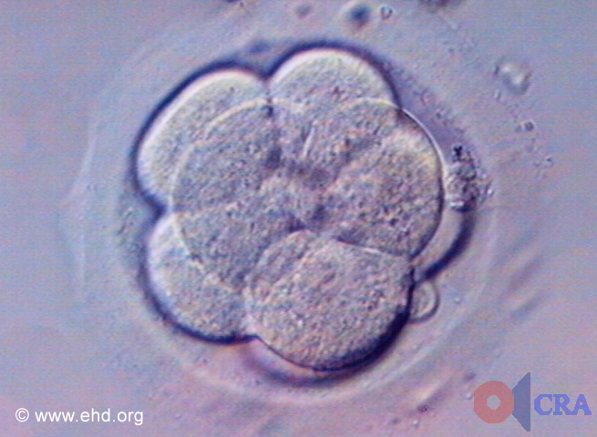 Eight-Cell Embryo