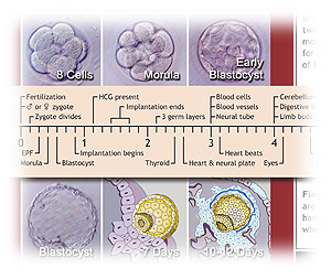 Embryo Timeline