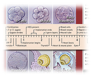 Human Fetus Timeline