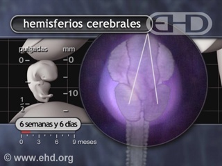 Reproduzir Filme - O Cérebro Crescendo Rapidamente