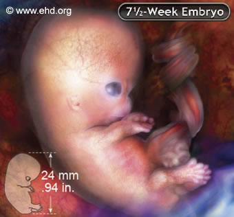 7½ week embryo