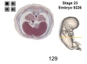 8-Week Embryo Flythrough