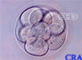 Nine-Cell Embryo