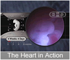 Play Movie - 4 to 5 week embryo, The Heart in Action