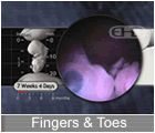 Play Movie - 7 to 8 week embryo, fingers, toes