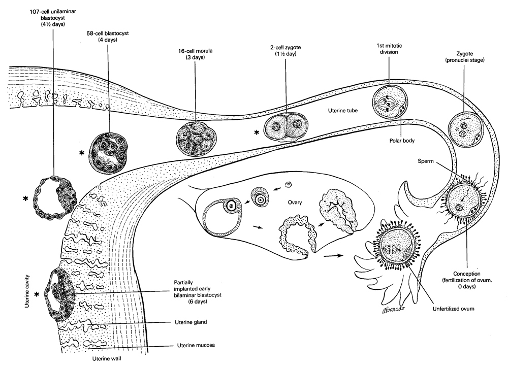 blastocyst(s), morula, sperm, uterine cavity, uterine tube, zygote