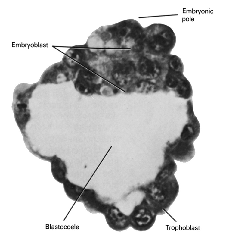 dorsal blastopore lip of embryo