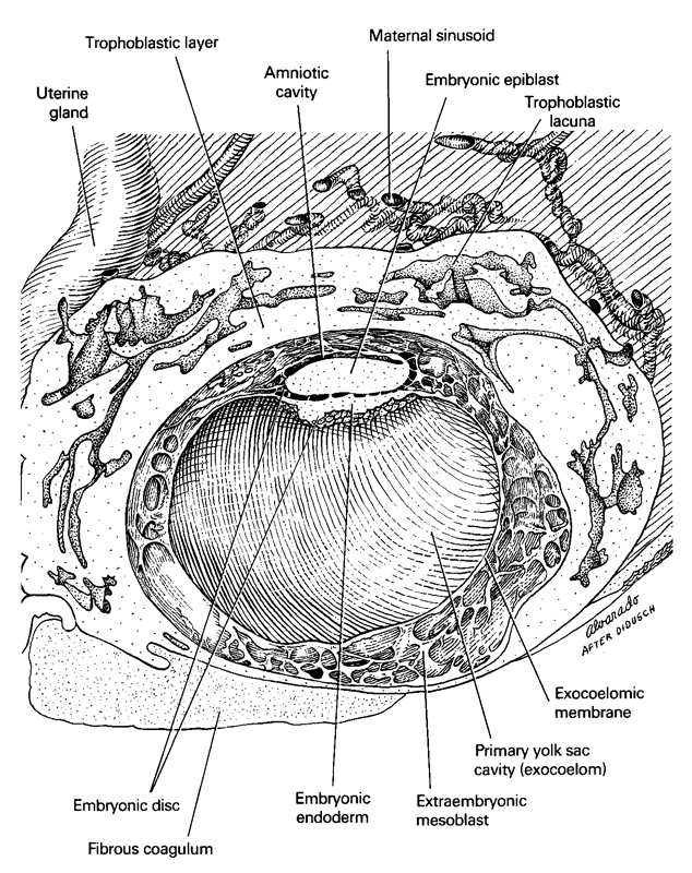 amniotic cavity, embryonic disc, embryonic ectoderm, epiblast, exocoelomic (Heuser's) membrane, extra-embryonic mesoblast, fibrous coagulum, primary umbilical vesicle cavity, primary yolk sac cavity (exocoelom), sinusoid, trophoblast lacunae, trophoblastic layer, uterine gland