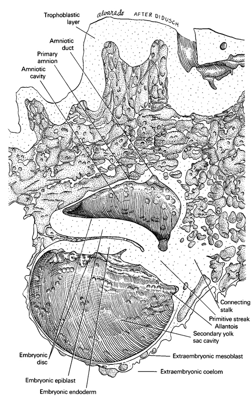 allantois, amnion, amniotic cavity, amniotic duct, connecting stalk, embryonic disc, embryonic endoderm, epiblast, extra-embryonic coelom, extra-embryonic mesoblast, primitive streak, secondary umbilical vesicle cavity, trophoblastic layer