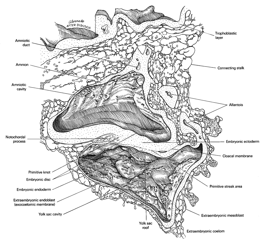 allantois, amnion, amniotic cavity, amniotic duct, cloacal membrane, connecting stalk, embryonic disc, embryonic ectoderm, embryonic endoderm, extra-embryonic coelom, extra-embryonic endoblast (exocoelomic membrane), extra-embryonic mesoblast, notochordal process, primitive node, primitive streak area, trophoblastic layer, umbilical vesicle cavity, umbilical vesicle roof