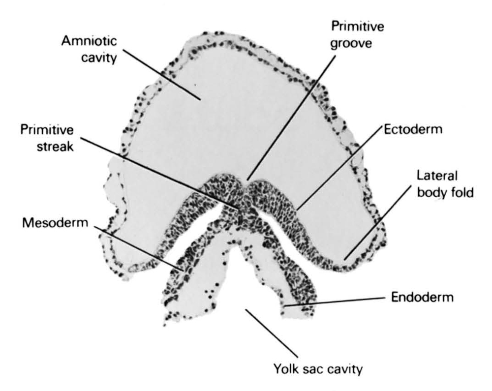 amniotic cavity, ectoderm, endoderm, lateral body fold, mesoderm, primitive groove, primitive streak, umbilical vesicle cavity