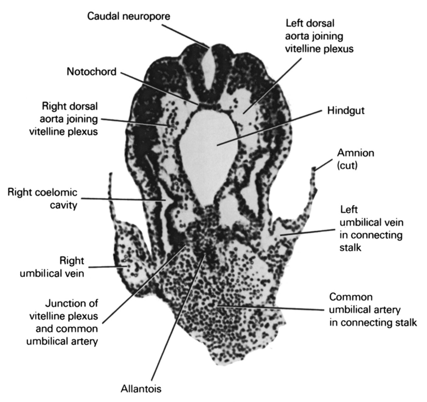 allantois, caudal neuropore, common umbilical artery in connecting stalk, cut edge of amnion, hindgut, junction of left dorsal aorta and vitelline plexus, junction of right dorsal aorta and vitelline plexus, junction of vitelline plexus and common umbilical artery, left umbilical vein in connecting stalk, notochord, right coelomic cavity, right umbilical vein