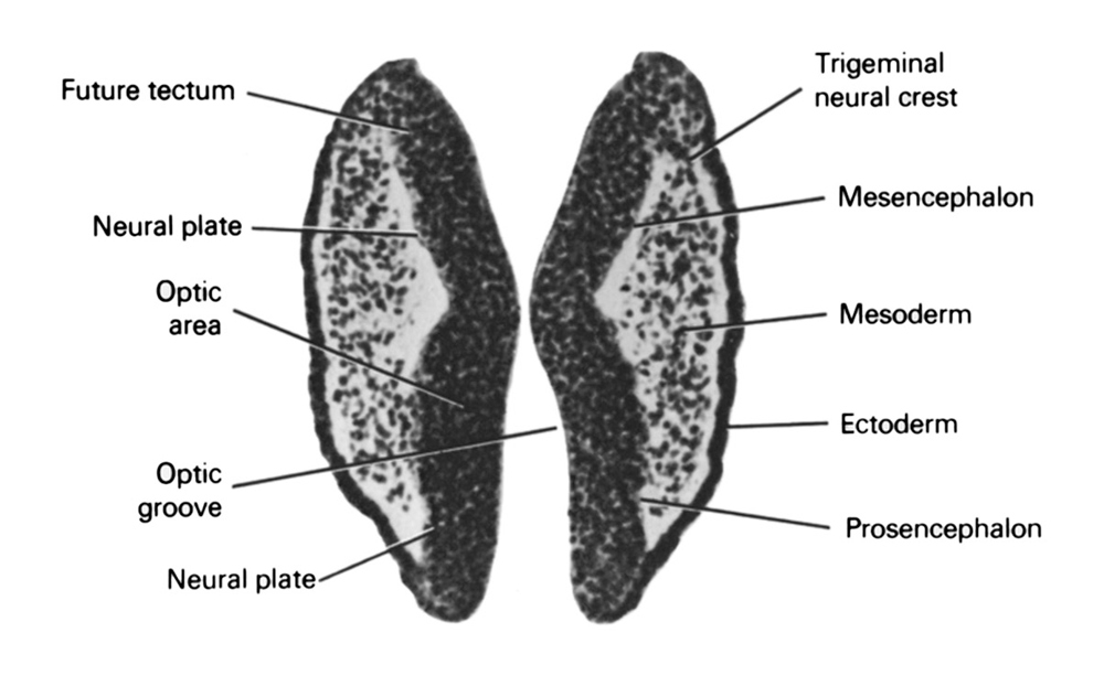 ectoderm, future tectum, mesencephalon, mesoderm, neural plate, optic area, optic groove, prosencephalon (forebrain), trigeminal neural crest (CN V)