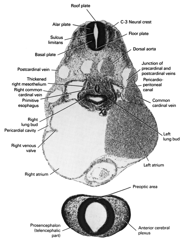 Atlas of Human Embryos Figure 5-14-18