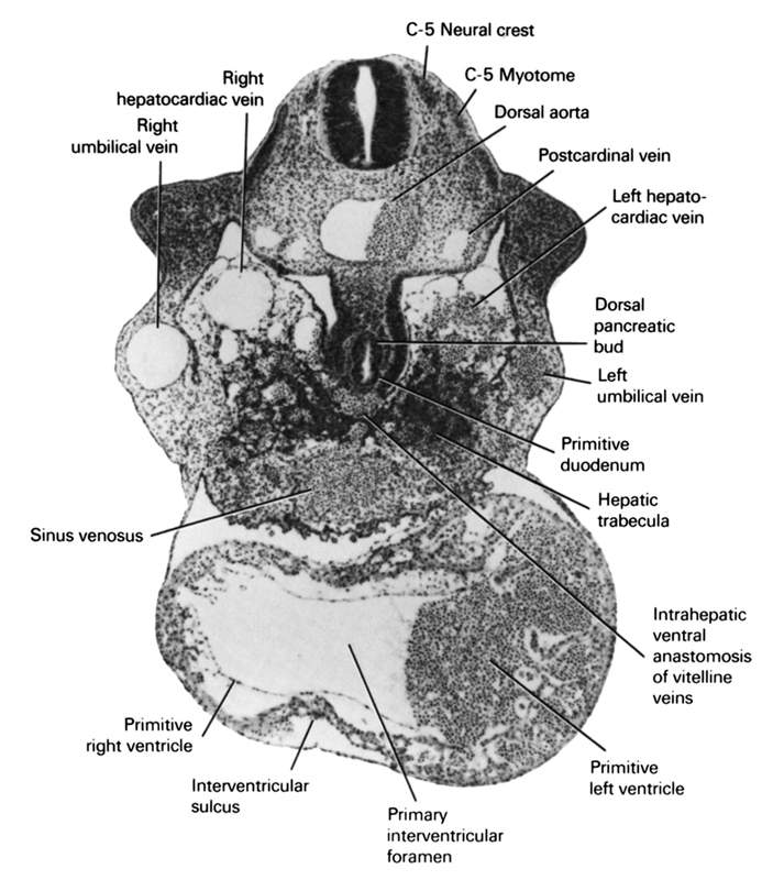 C-5 myotome, C-5 neural crest, dorsal aorta, dorsal pancreatic bud, hepatic trabeculae, interventricular sulcus, intrahepatic ventral anastomosis of vitelline veins, left hepatocardiac vein, left umbilical vein, postcardinal vein, primary interventricular foramen, primitive duodenum, primitive left ventricle, primitive right ventricle, right hepatocardiac vein, right umbilical vein, sinus venosus