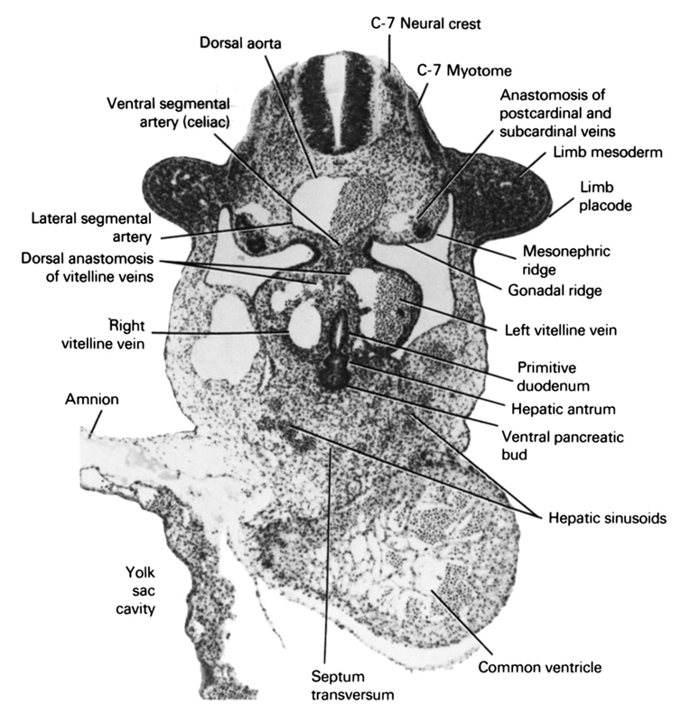 C-7 myotome, C-7 neural crest, amnion, anastomosis between postcardinal and subcardinal veins, common ventricle, dorsal anastomosis of vitelline veins, dorsal aorta, gonadal ridge, hepatic antrum, hepatic sinusoids, lateral segmental artery, left vitelline (omphalomesenteric) vein, limb mesoderm, limb placode, mesonephric ridge, primitive duodenum, right vitelline (omphalomesenteric) vein, septum transversum, ventral pancreatic bud, ventral segmental artery (celiac), yolk sac cavity