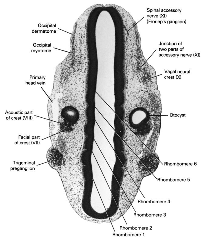 acoustic part of crest (VIII), facial part of crest (VII), junction of two parts of accessorry nerve (XI), occipital dermatome, occipital myotome, otocyst, primary head vein, rhombomere 1, rhombomere 2, rhombomere 3, rhombomere 4, rhombomere 5, rhombomere 6, spinal accessory nerve (CN XI) (Froriep's ganglion), trigeminal preganglion (CN V), vagal neural crest (CN X)