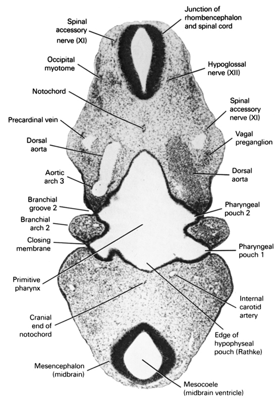 aortic arch 3, cephalic edge of hypophseal pouch (Rathke), closing membrane, cranial edge of notochord, dorsal aorta, hypoglossal nerve (XII), internal carotid artery, junction of rhombencephalon and spinal cord, mesencephalon (midbrain), mesocoele (midbrain ventricle), notochord, occipital myotome, pharyngeal arch 2, pharyngeal groove 2, pharyngeal pouch 1, pharyngeal pouch 2, precardinal vein, primitive pharynx, vagal preganglion (CN X)