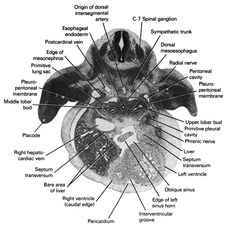 C-7 spinal ganglion, bare area of liver, dorsal meso-esophagus, edge of left horn of sinus venosus, edge of mesonephros, esophageal endoderm, interventricular groove, left ventricle, liver, middle lobar bud, oblique sinus, origin of dorsal intersegmental artery, pericardium, peritoneal cavity, phrenic nerve, placode, pleuroperitoneal membrane, postcardinal vein, primitive lung sac, primitive pleural cavity, radial nerve, right hepatocardiac vein, right ventricle (caudal edge), septum transversum, sympathetic trunk, upper lobar bud 