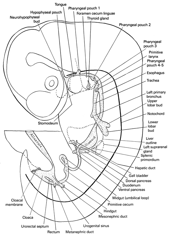 cloaca, cloacal membrane, dorsal pancreas, duodenum, esophagus, foramen cecum linguae, gall bladder, hepatic duct(s), hindgut, hypophyseal  pouch, left primary bronchus, left suprarenal gland, liver outline, lower lobar bud, mesonephric duct, metanephric duct, midgut (umbilical loop), neurohypophyseal bud, notochord, pharyngeal pouch 1, pharyngeal pouch 2, pharyngeal pouch 3, pharyngeal pouch 4, pharyngeal pouch 5, primitive cecum, primitive larynx, rectum, splenic primordium, thyroid gland, tongue, trachea, upper lobar bud , urogenital sinus, urorectal septum, ventral pancreas